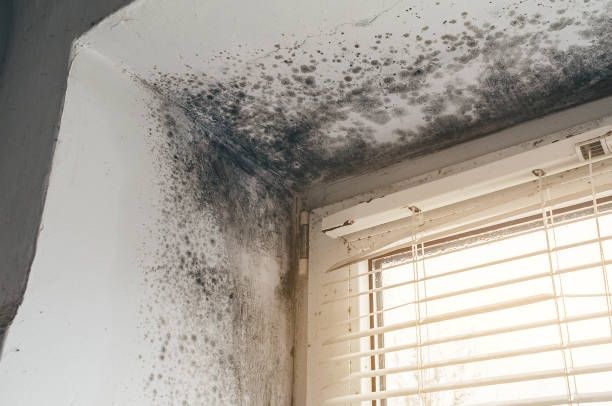 Affordable Black Mold Remediation solutions in Richfield, PA